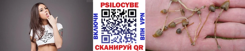 закладки  Баксан  Псилоцибиновые грибы мицелий 